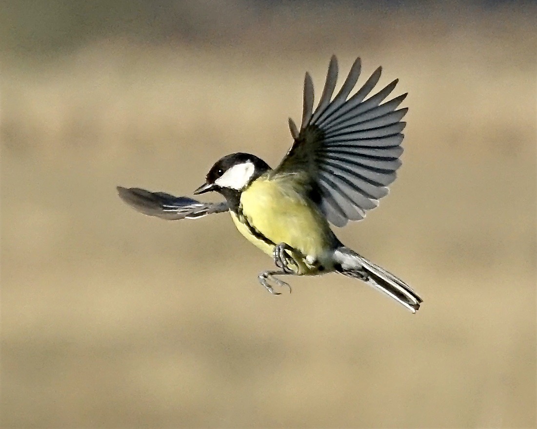 great tit